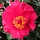 Camelia (Camellia japonica Mary Williams')