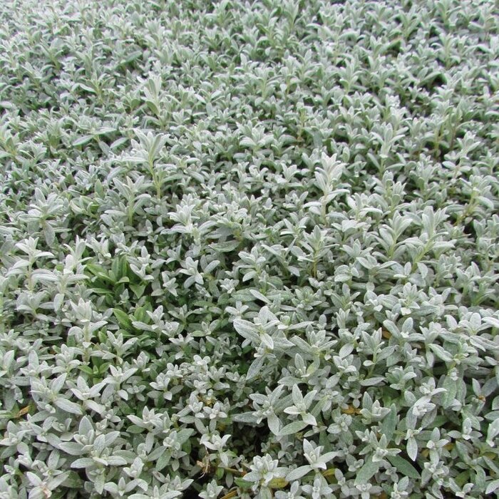 Hoornbloem - Cerastium tomentosum