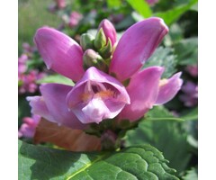 Schildpadbloem - Chelone obliqua