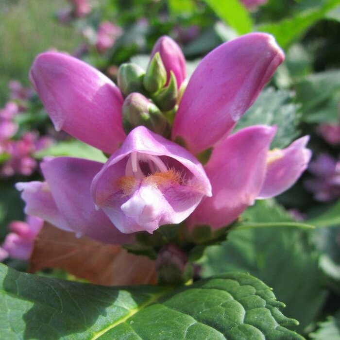 Schildpadbloem - Chelone obliqua