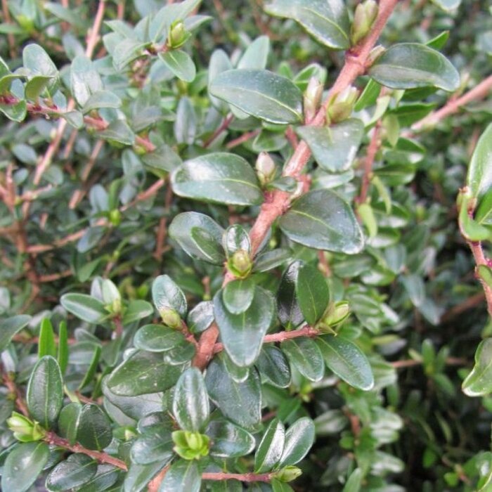 Chinese kamperfoelie (Lonicera nitida 'Elegant')