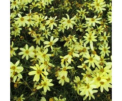 Meisjesogen - Coreopsis verticillata 'Moonbeam'