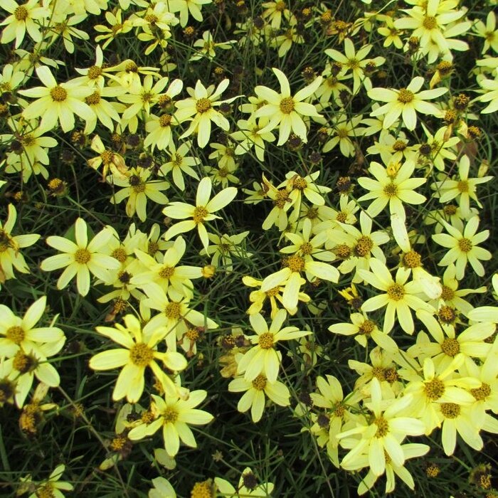 Meisjesogen - Coreopsis verticillata 'Moonbeam'