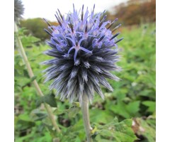 Kogeldistel - Echinops ritro 'Veitch's Blue'