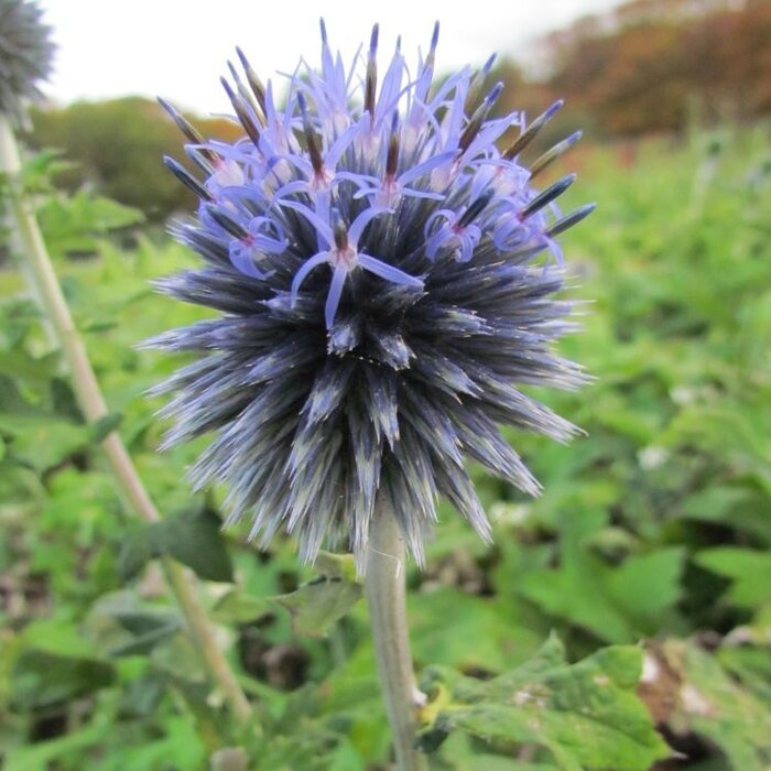 Kogeldistel - Echinops ritro 'Veitch's Blue'