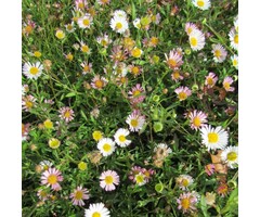 Fijnstraal  - Erigeron karvinskianus