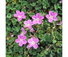 Reigersbek - Erodium reichardii 'Bischop's Form'