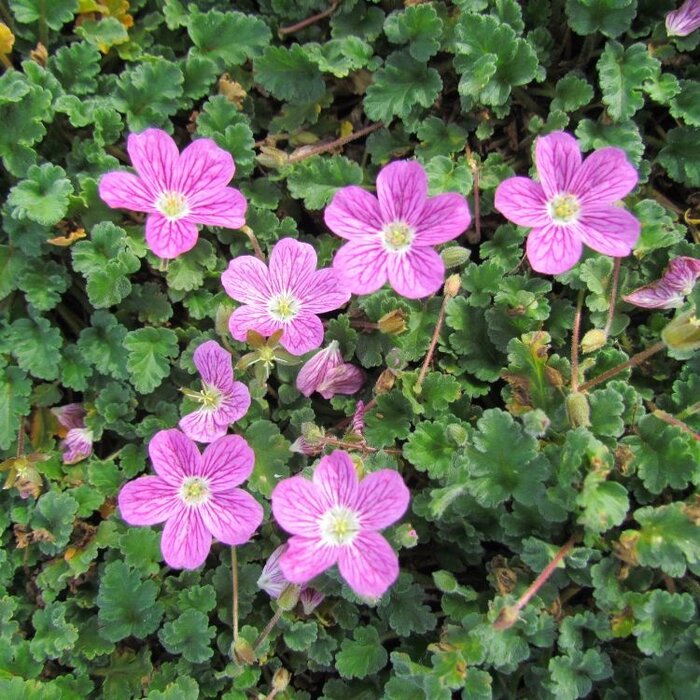 Reigersbek - Erodium reichardii 'Bischop's Form'
