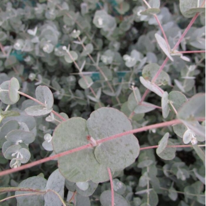 Eucalyptus (Eucalyptus gunnii Azura)