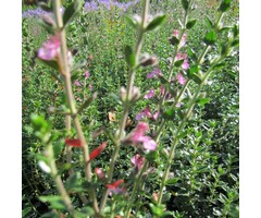 Teucrium lucidrys - Gamander