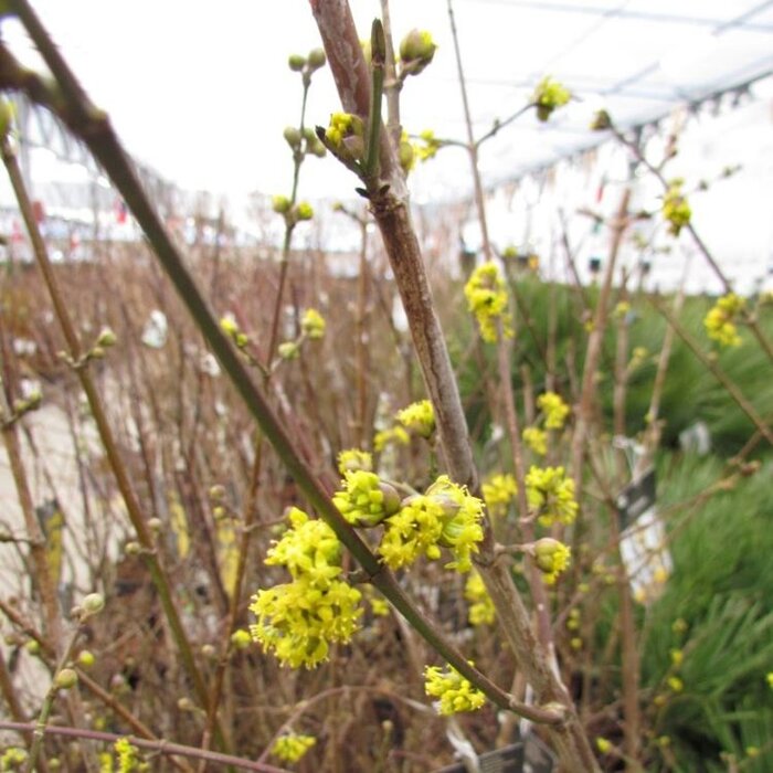 Gele kornoelje (Cornus mas)