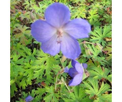 Ooievaarsbek - Geranium 'Johnson's Blue'