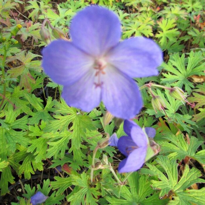Ooievaarsbek - Geranium 'Johnson's Blue'