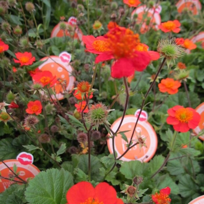 Nagelkruid - Geum chiloense 'Mrs Bradshaw'