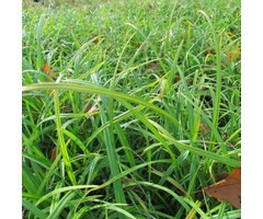 Hangende Zegge - Carex pendula
