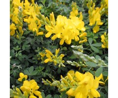 Heidebrem - Genista lydia