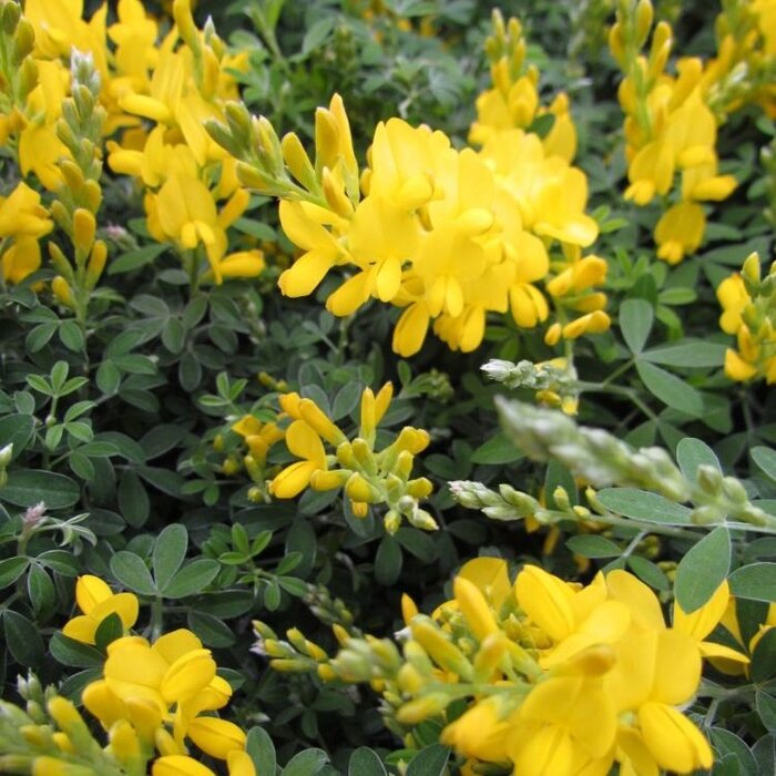 Heidebrem (Genista lydia)