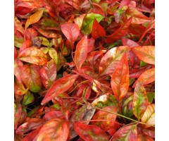 Hemelse bamboe - Nandina domestica 'Firepower'