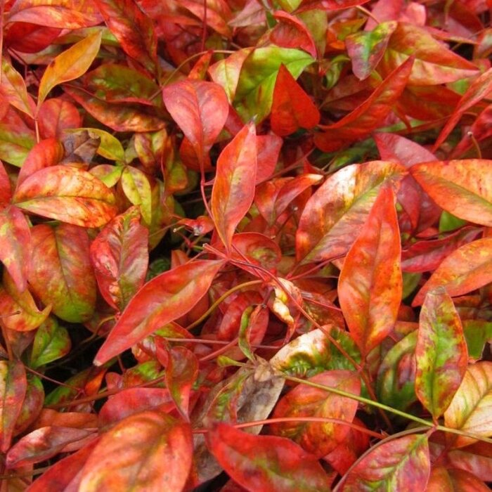 Hemelse bamboe (Nandina domestica 'Firepower')