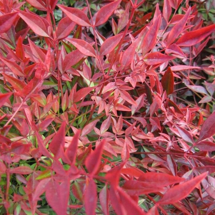 Hemelse bamboe (Nandina domestica 'Gulf Stream')