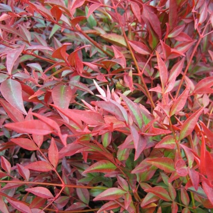 Hemelse bamboe (Nandina domestica 'Obsessed' )