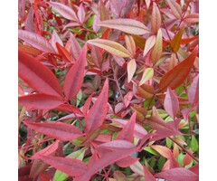 Hemelse bamboe - Nandina domestica