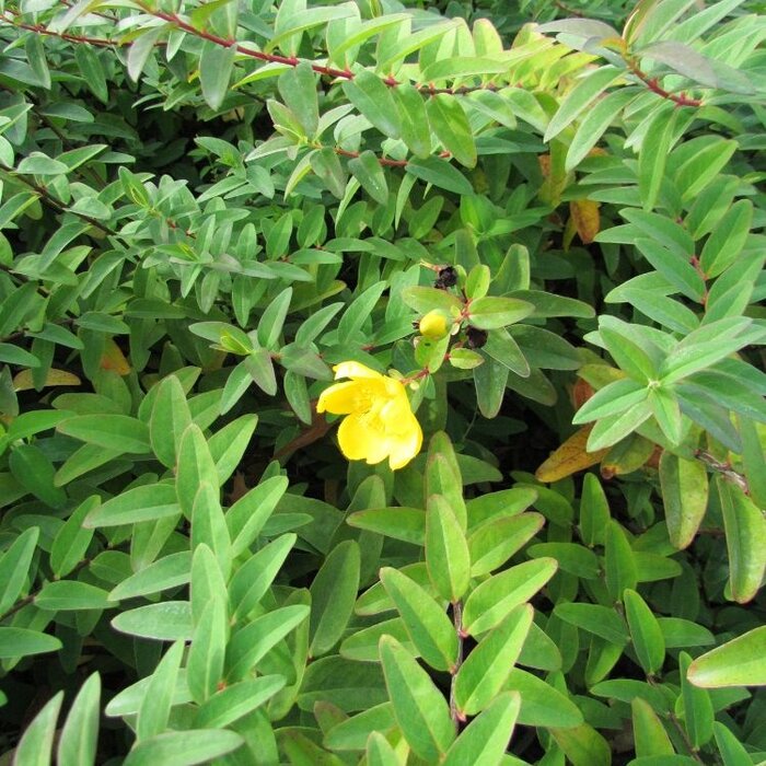 Hertshooi (Hypericum 'Hidcote')