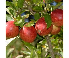 Lei-Appelboom - Malus domestica 'Braeburn'