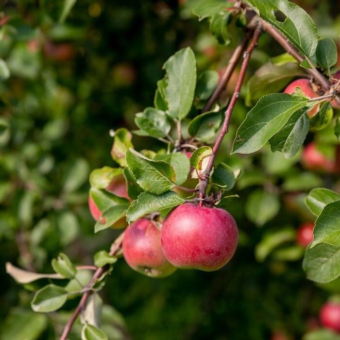 Lei-Appelboom - Malus domestica 'Gala'