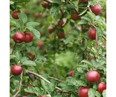 Lei-Appelboom - Malus domestica 'Gloster'