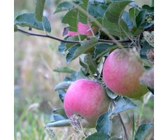 Lei-Appelboom - Malus domestica 'Idared'