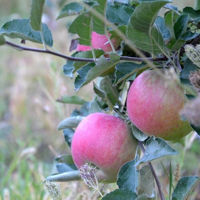 Lei-Appelboom - Malus domestica 'Idared'