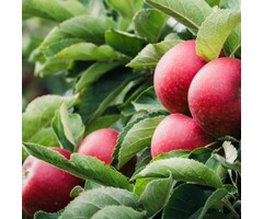 Lei-Appelboom - Malus domestica 'Ingrid Marie'