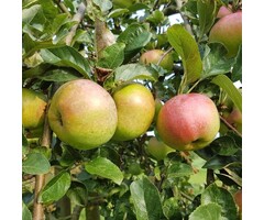 Lei-Appelboom - Malus domestica 'Ontario'