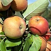 Lei-Appelboom - Malus domestica 'Rode Boskoop'