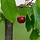 Lei-Kersenboom - Prunus avium 'Burlat'