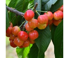 Lei-Kersenboom - Prunus avium 'Buttner's Rote Knorpelkirsche'