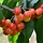 Lei-Kersenboom - Prunus avium 'Büttner's Rote Knorpelkirsche'