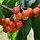 Lei-Kersenboom - Prunus avium 'Buttner's Rote Knorpelkirsche'
