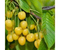 Lei-Kersenboom - Prunus avium 'Dönissens Gelbe Knorpelkirsche'