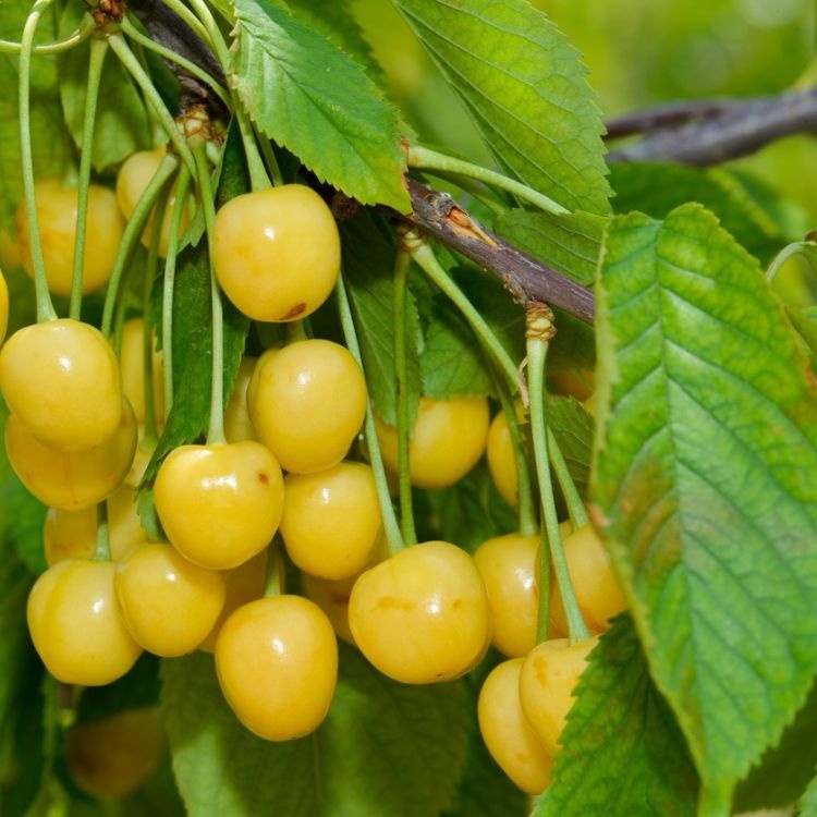 Lei-Kersenboom - Prunus avium 'Dönissens Gelbe Knorpelkirsche'