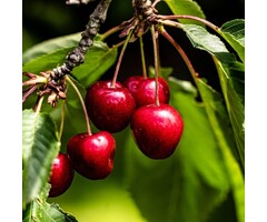 Lei-Kersenboom - Prunus avium 'Hedelfinger Riesenkirsche'