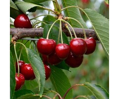 Lei-Kersenboom - Prunus avium 'Kordia'