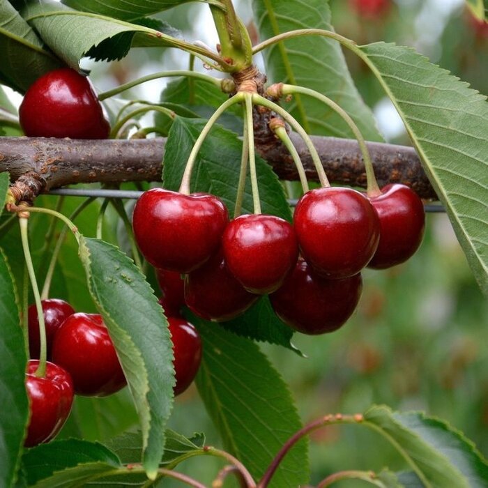 Lei-Kersenboom - Prunus avium 'Kordia'