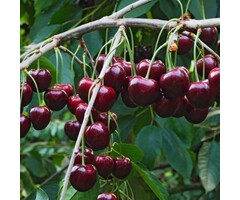 Lei-Kersenboom - Prunus avium 'Regina'