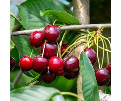 Lei-Kersenboom - Prunus avium 'Schneider's Späte Knorpelkirsche'