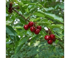Lei-Kersenboom - Prunus avium 'Sunburst'