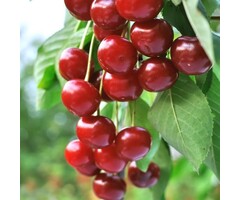 Lei-Kersenboom - Prunus cerasus 'Morellenfeuer'