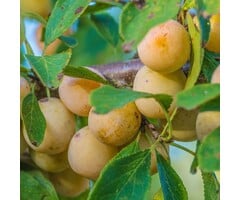 Lei-Pruimenboom - Prunus domestica 'Aprimira'