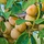 Lei-Pruimenboom - Prunus domestica 'Aprimira'